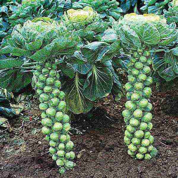 planting and caring for Brussels sprouts in the open field