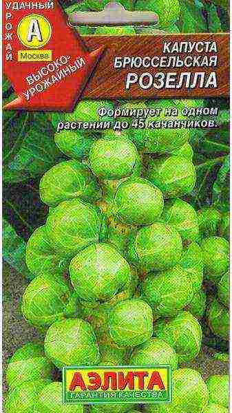 pagtatanim at pag-aalaga para sa mga sprout ng Brussels sa bukas na bukid