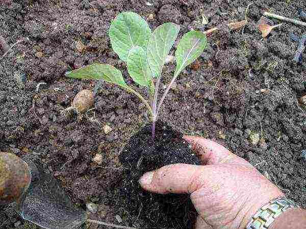 planting and caring for Brussels sprouts in the open field