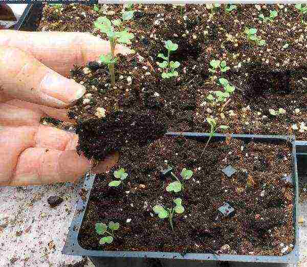 planting and caring for Brussels sprouts in the open field