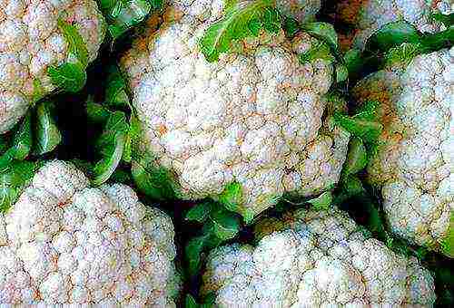 planting and caring for cauliflower outdoors