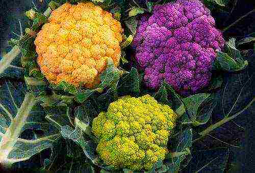 planting and caring for cauliflower outdoors