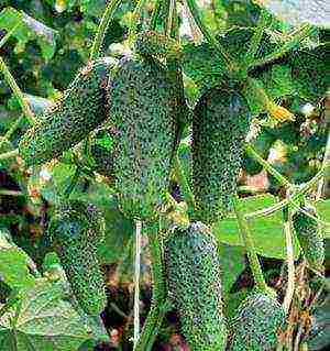 advise the best varieties of cucumbers