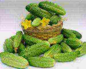 advise the best varieties of cucumbers