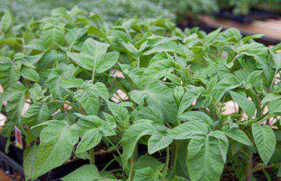 at what temperature to grow tomato seedlings