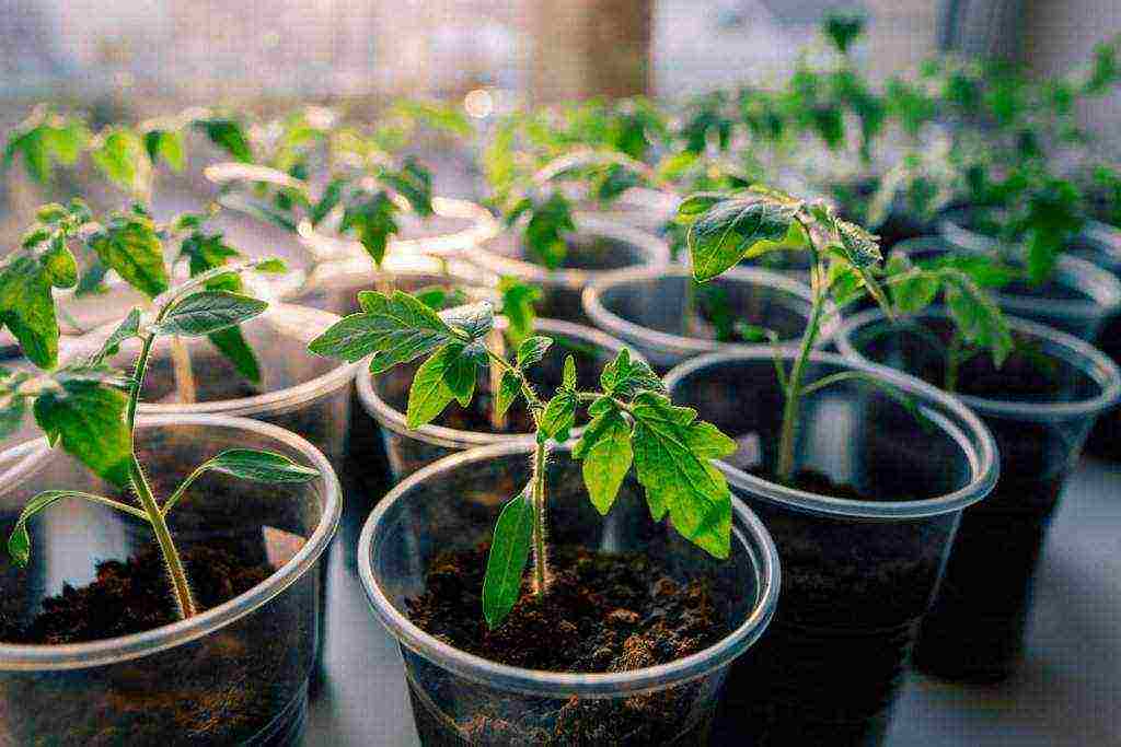 at what temperature to grow tomato seedlings