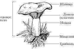 at what temperature to grow oyster mushrooms at home