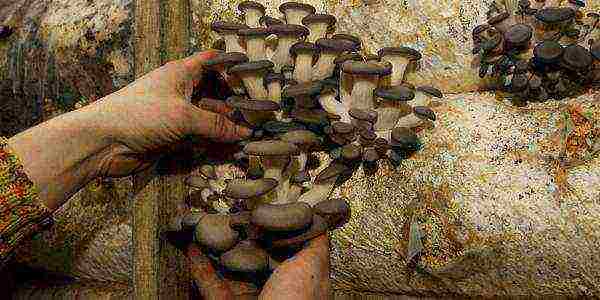 at what temperature to grow oyster mushrooms at home