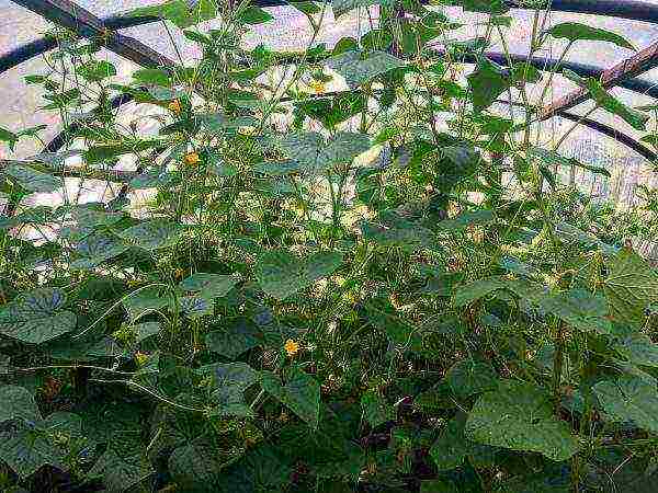 at what temperature are cucumbers grown in the greenhouse