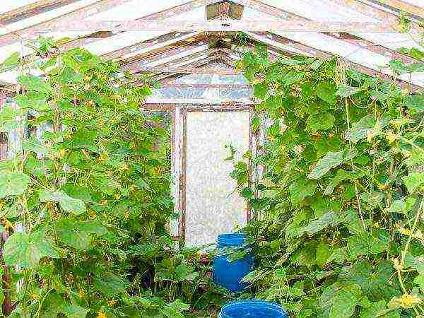 at what temperature are cucumbers grown in the greenhouse