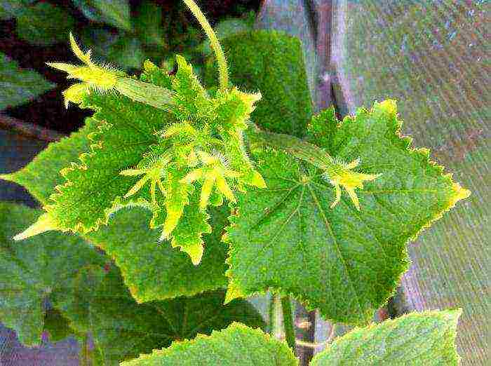 at what temperature are cucumbers grown in the greenhouse