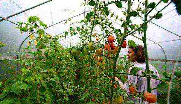 at what temperature are cucumbers grown in the greenhouse