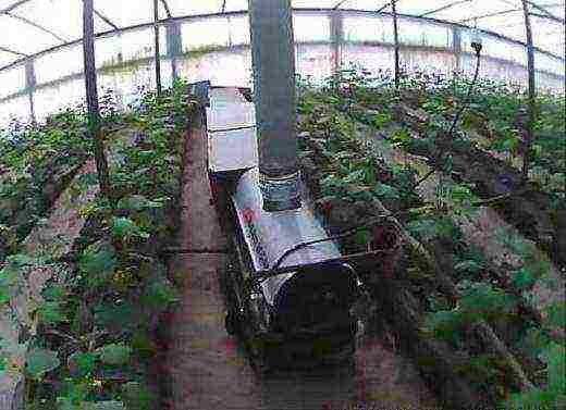 at what temperature are cucumbers grown in the greenhouse