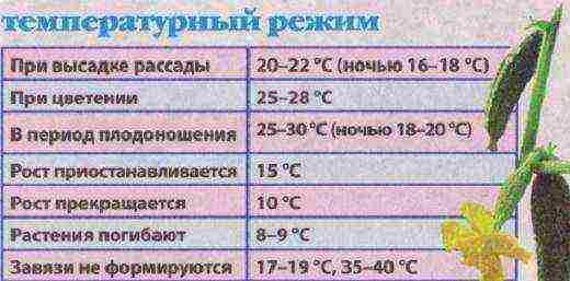 at what temperature are cucumbers grown in the greenhouse