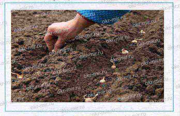 examples of field crops grown in our region