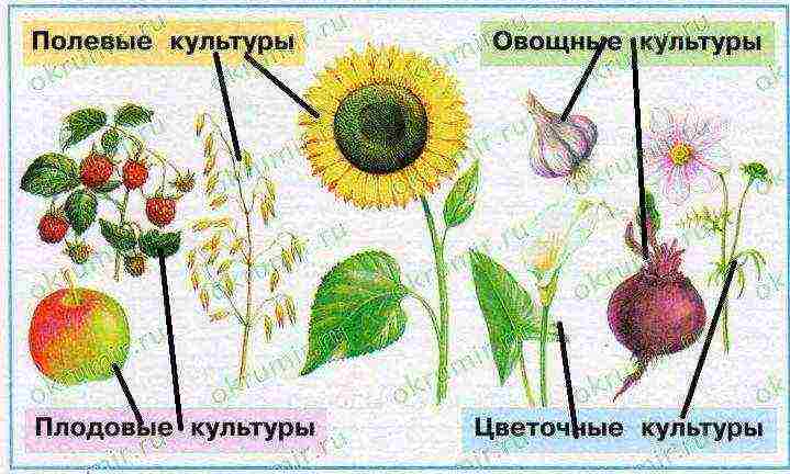 examples of field crops grown in our region