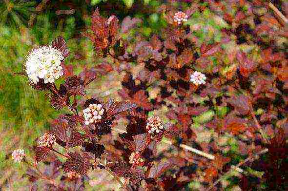 bladder planting and care in the open field preparation for winter