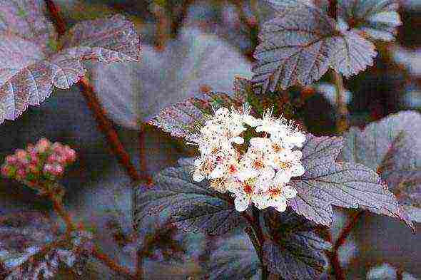 bladder planting and care in the open field preparation for winter