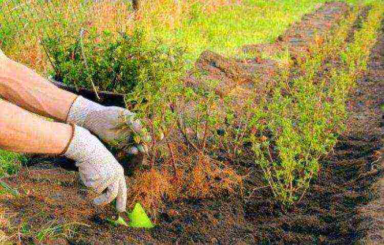 bladder planting and care in the open field preparation for winter