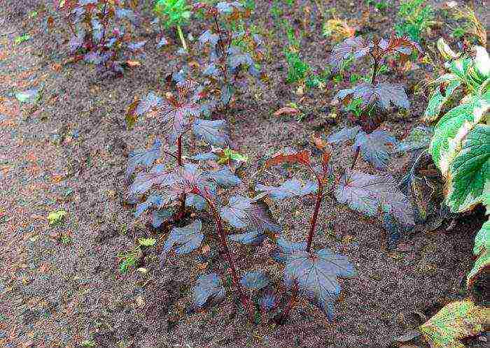 bladder planting and care in the open field preparation for winter