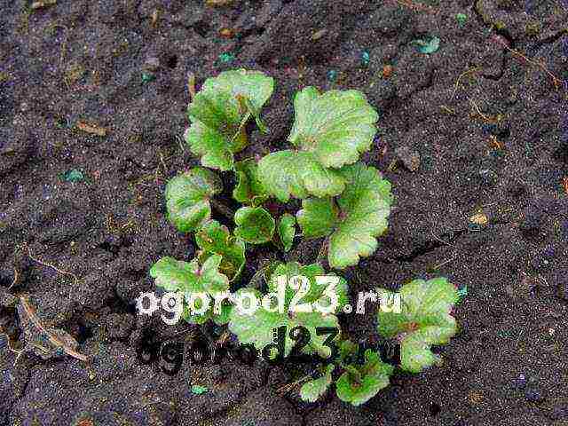 ranunculus planting and care in the open field in siberia