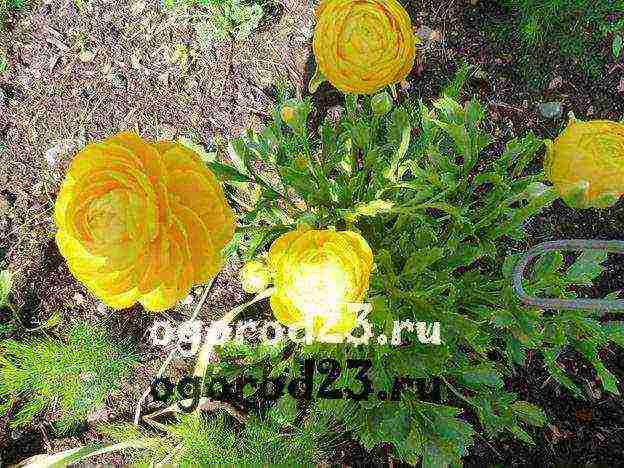 ranunculus planting and care in the open field in siberia