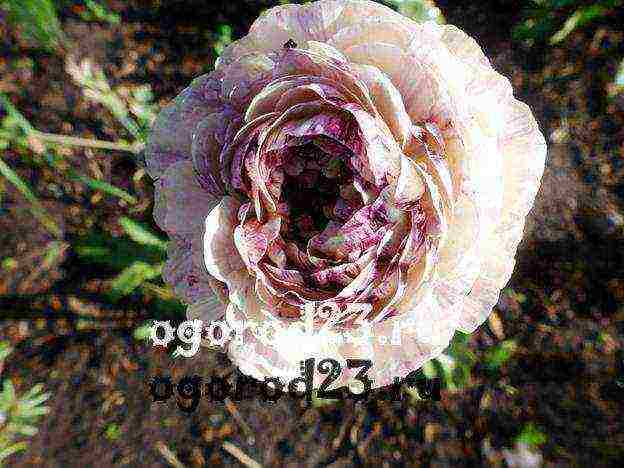 ranunculus ปลูกและดูแลในทุ่งโล่งในไซบีเรีย