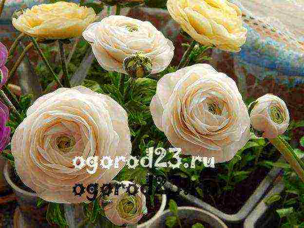 ranunculus ปลูกและดูแลในทุ่งโล่งในไซบีเรีย