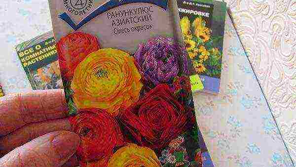 ranunculus planting and care in the open field in siberia