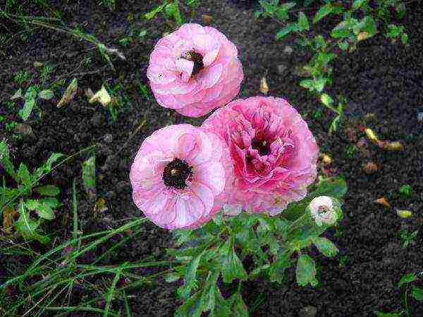 ranunculus planting and care in the open field in siberia