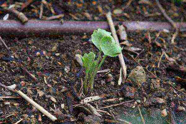 ranunculus planting and care in the open field in siberia