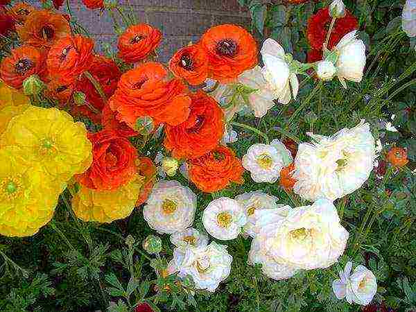 ranunculus ปลูกและดูแลในทุ่งโล่งในไซบีเรีย