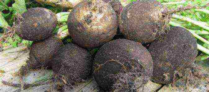 black radish best varieties