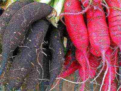 black radish best varieties