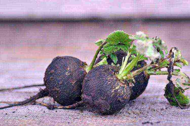 black radish best varieties
