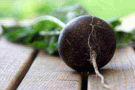 black radish best varieties