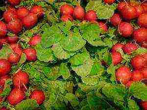 radish seeds the best varieties