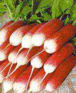 radish seeds the best varieties