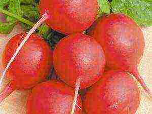 radish seeds the best varieties