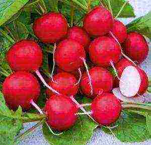 radish seeds the best varieties