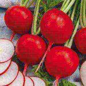 radish seeds the best varieties