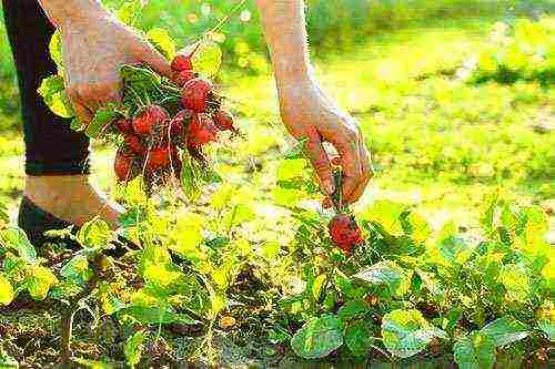 radish planting and care outdoors in August