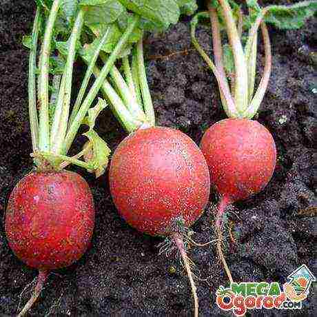 radish planting and care outdoors in August