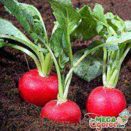 radish planting and care outdoors in August