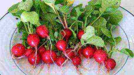 radish planting and care outdoors in August