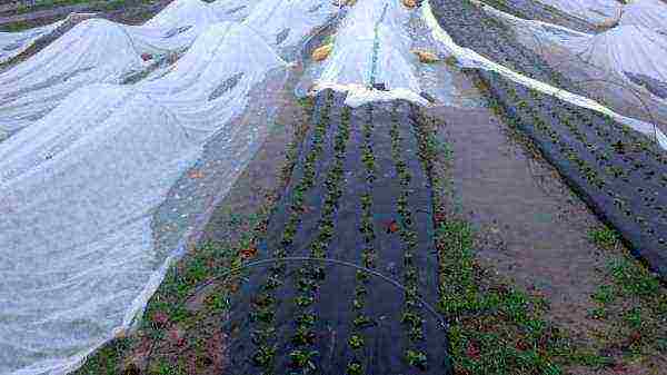 radish planting and care outdoors in August