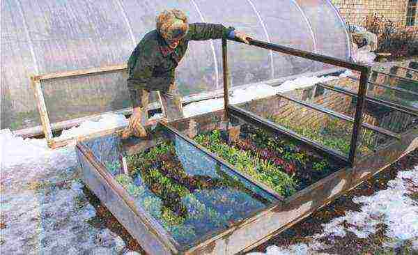 radish planting and care outdoors in August