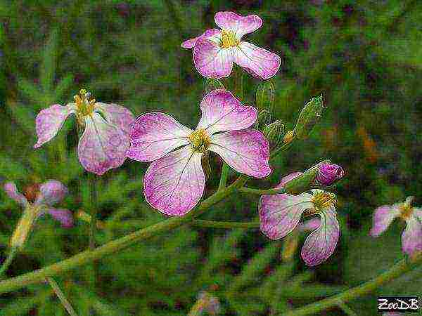 radish planting and care outdoors in August