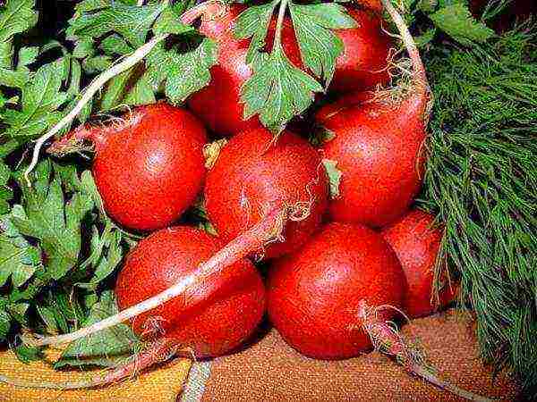 radish planting and care outdoors in August