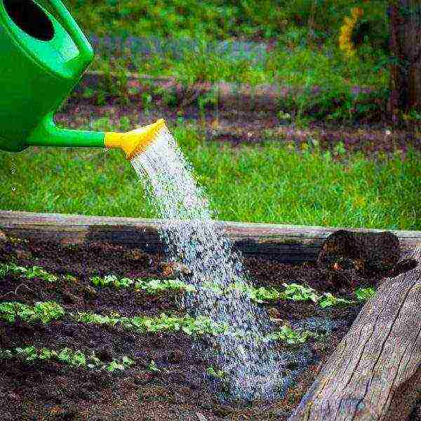 radish planting and care outdoors in August